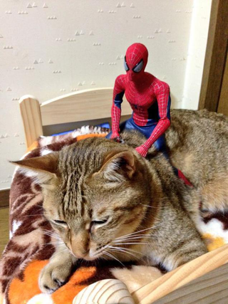 Illustration for article titled Spider-Man Shows His Sensitive Side with Cats